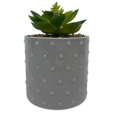 Garden Party Grey Dotted Ceramic Pot Succulent (40 Pcs Lot) - Discount Wholesalers Inc